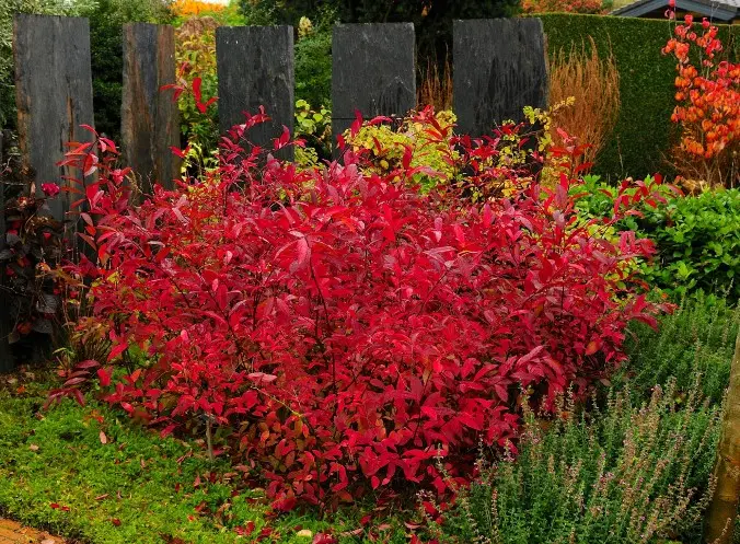 Itea Viginica Henry S Garnet Pot C10Litres