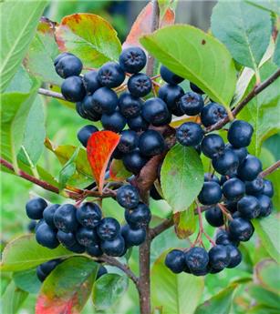 Aronia prunifolia Aron ** Aronie **