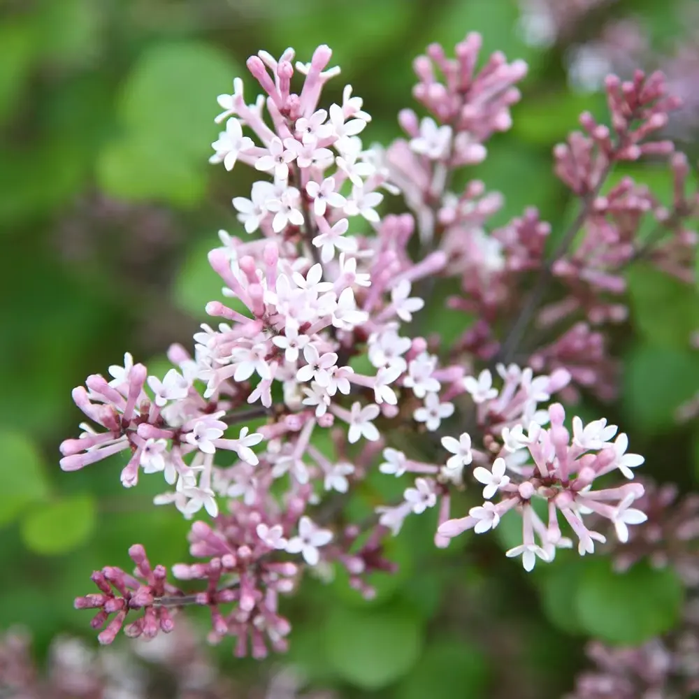 Syringa meyeri Palibin Buisson 80 100 Pot C10** Lilas **