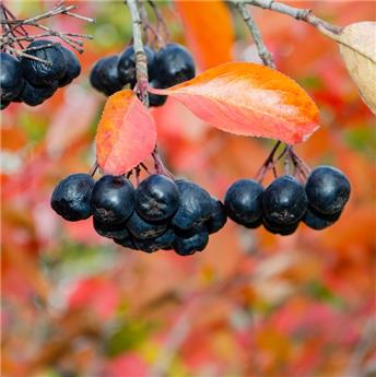 Aronia melanocarpa Autumn Magic C10L