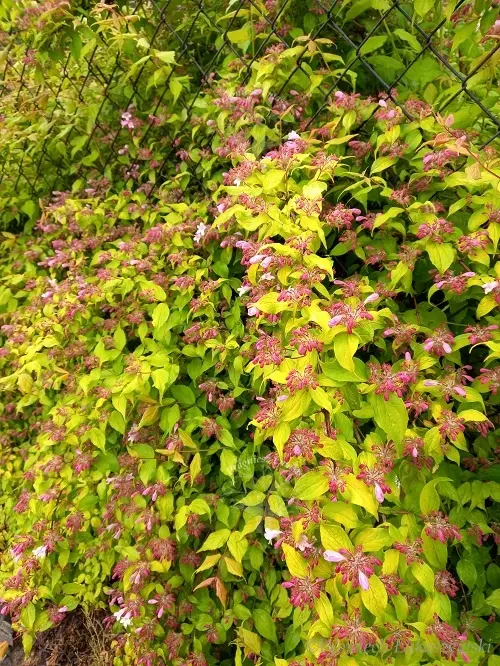 Kolkwitzia amabillis Maradco Pot C10L