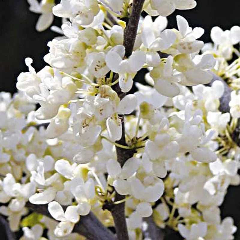 Cercis canadensis Texas White