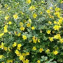 Hypericum patulum Hidcote Pot C5Litres ** Millepertuis arbustif **
