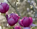 Magnolia Black Tulip® Pot C7.5Litres
