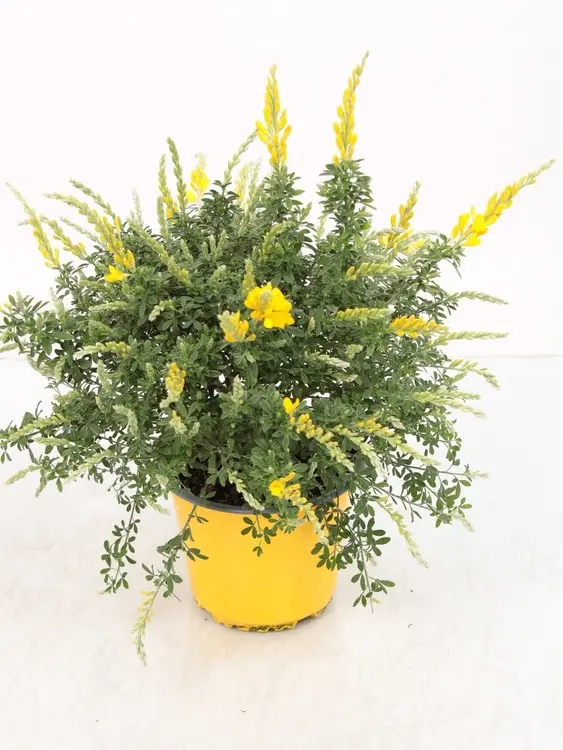 Genista tinctoria Porlock (Racemosa) P19- Genêt très parfumé