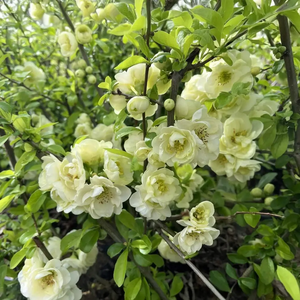Chaenomeles speciosa Yukigoten Pot C3.5 - Cognassier du Japon.