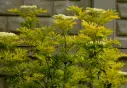 Sambucus nigra Golden Tower® Pot C10 ** Sureau doré **