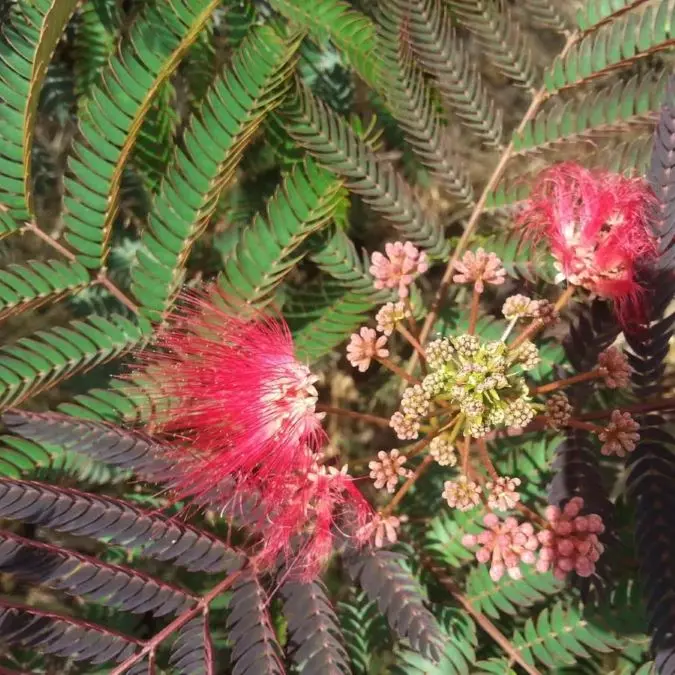Albizia julibrissin Evis Pride Baliveau 175  200 cm Pot C18