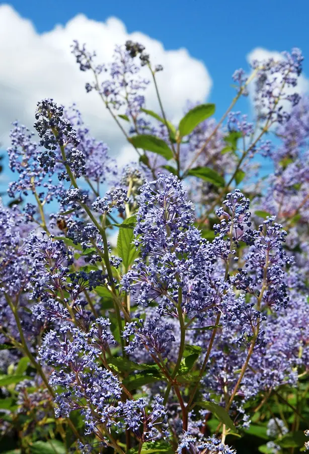 Ceanothus delilianus Henri Defossé Pot C4