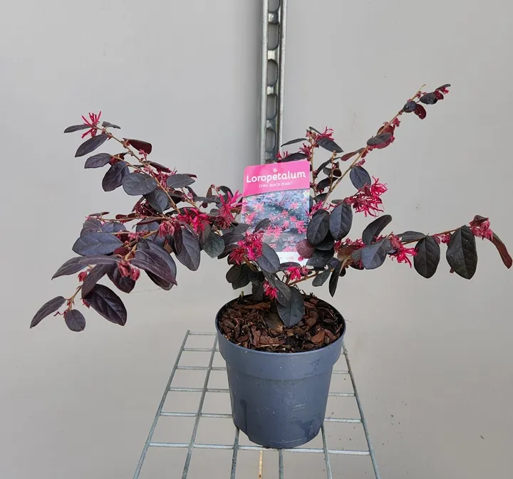 [134166] Loropetalum chinensis Fire Dance 30 40 cm Pot P15