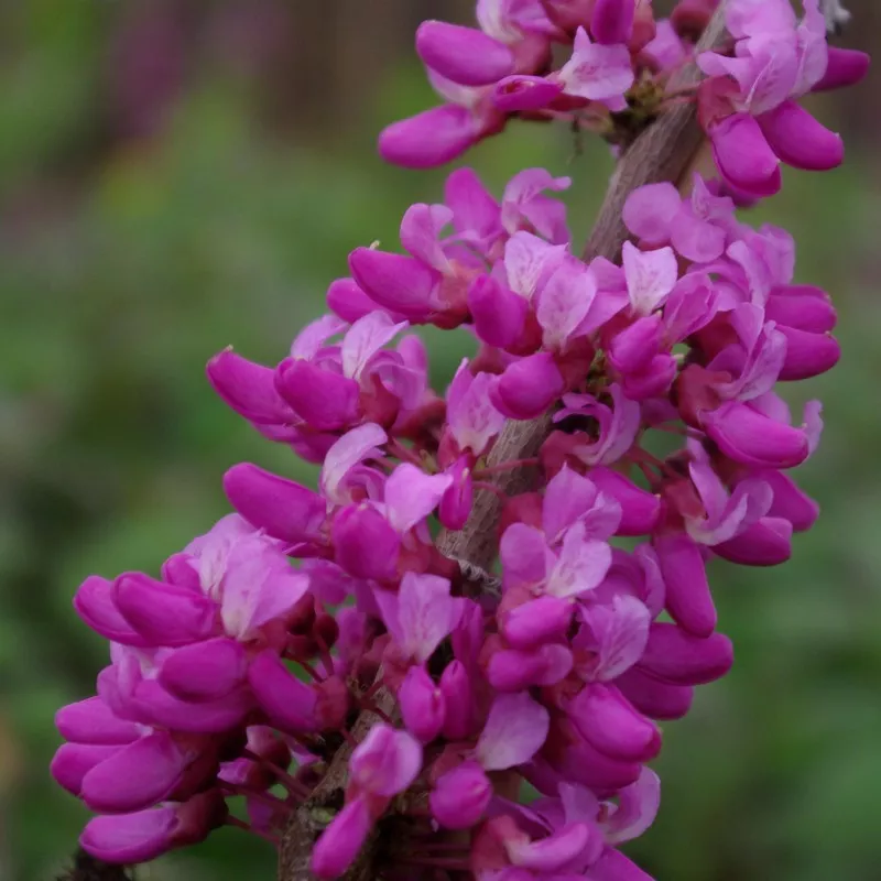 Cercis chinensis Avondale 60 80 cm Pot C5litres