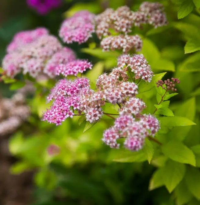 [102763] Spiraea japonica Golden Princess XXL Pot P24 cm ** Spirée du Japon **