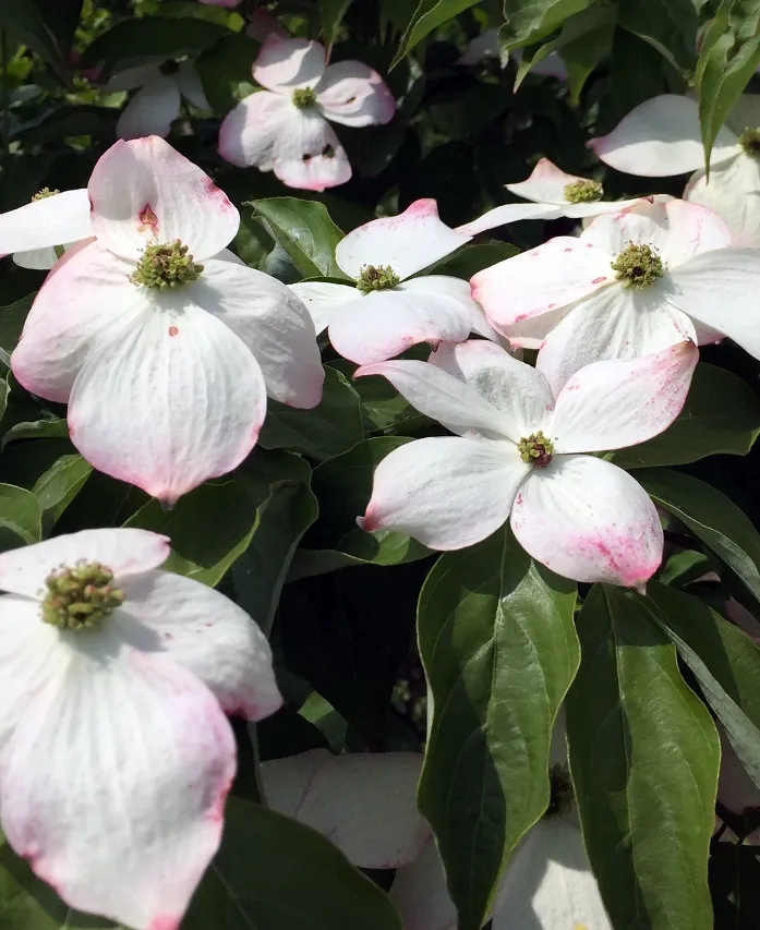 Cornus Stellar Pink 125 150 cm Pot C25L