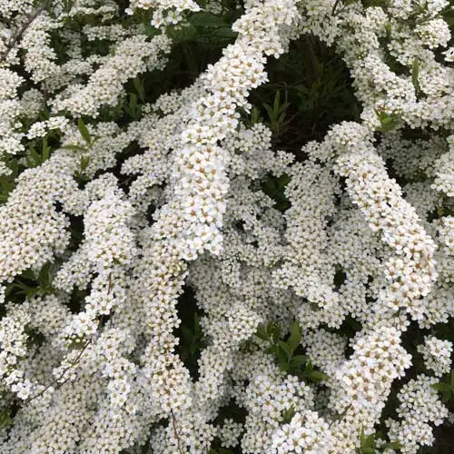 Spiraea arguta Pot C6L