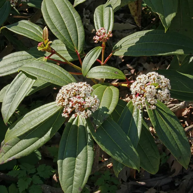 Viburnum davidii Pot ** Viorne de David **