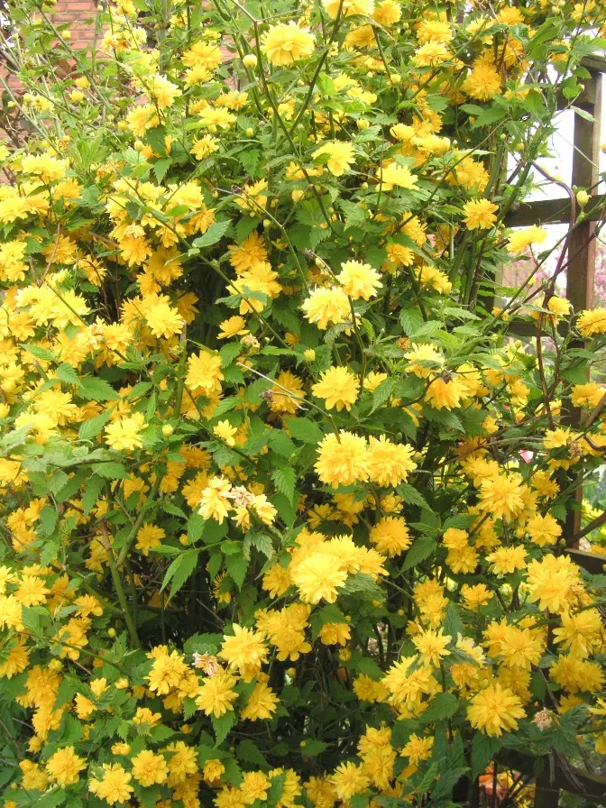 Kerria japonica Pleniflora Pot C6Litres