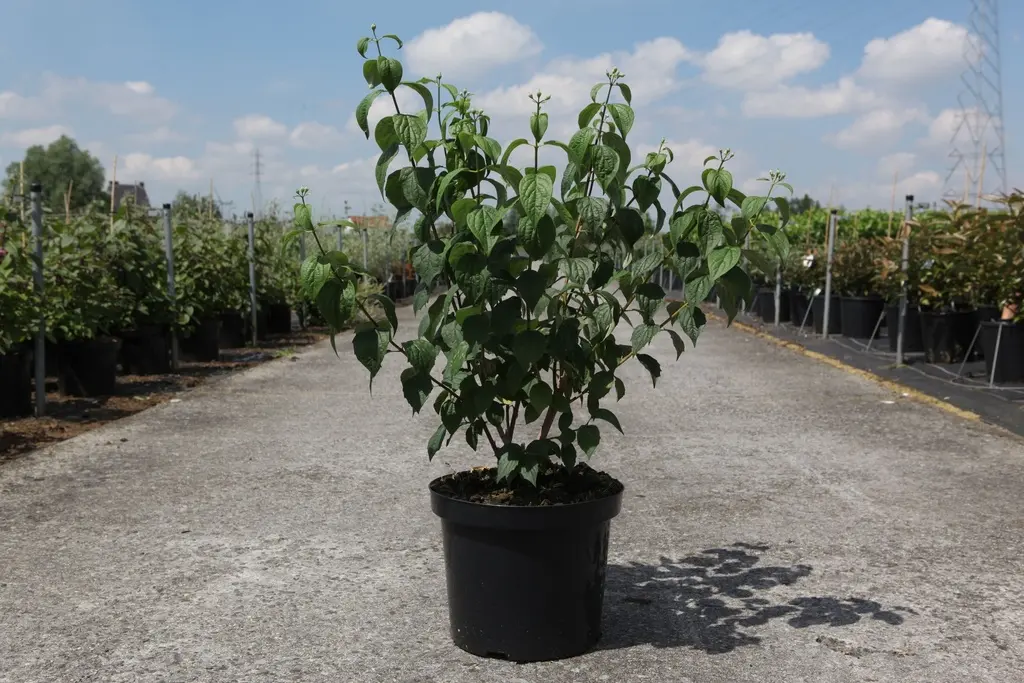 Philadelphus virginalis Virginal Pot C10L