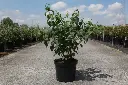 Philadelphus virginalis Virginal Pot C10L
