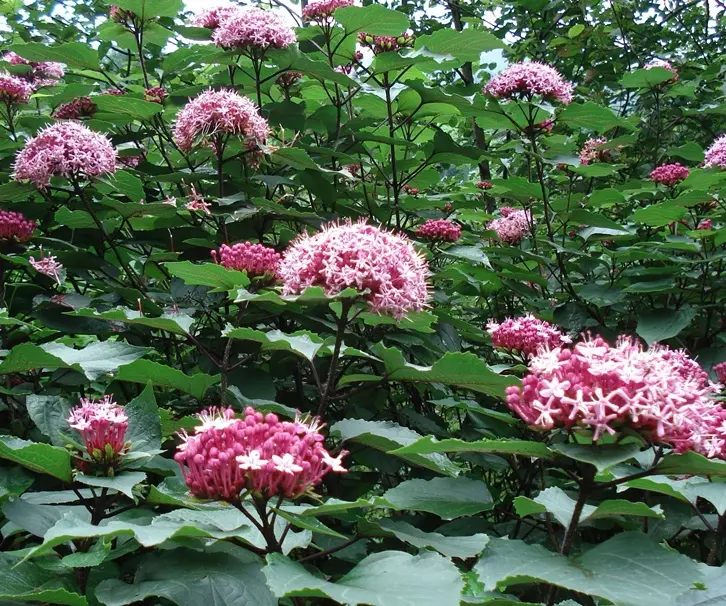 Clerodendron bungei Pot C3.5