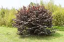 Corylus maxima Purpurea Pot C3Litres  ** Noisetier à grandes feuilles pourpres **