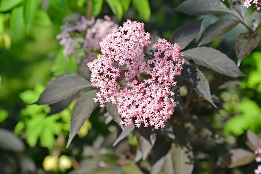 Sambucus nigra Black Beauty 80 100cm Pot C10 ** Sureau **