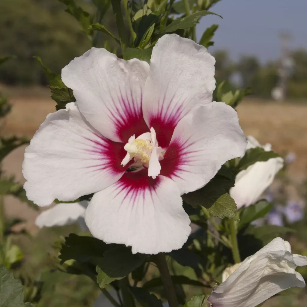 Hibiscus syriacus Helene C3.5