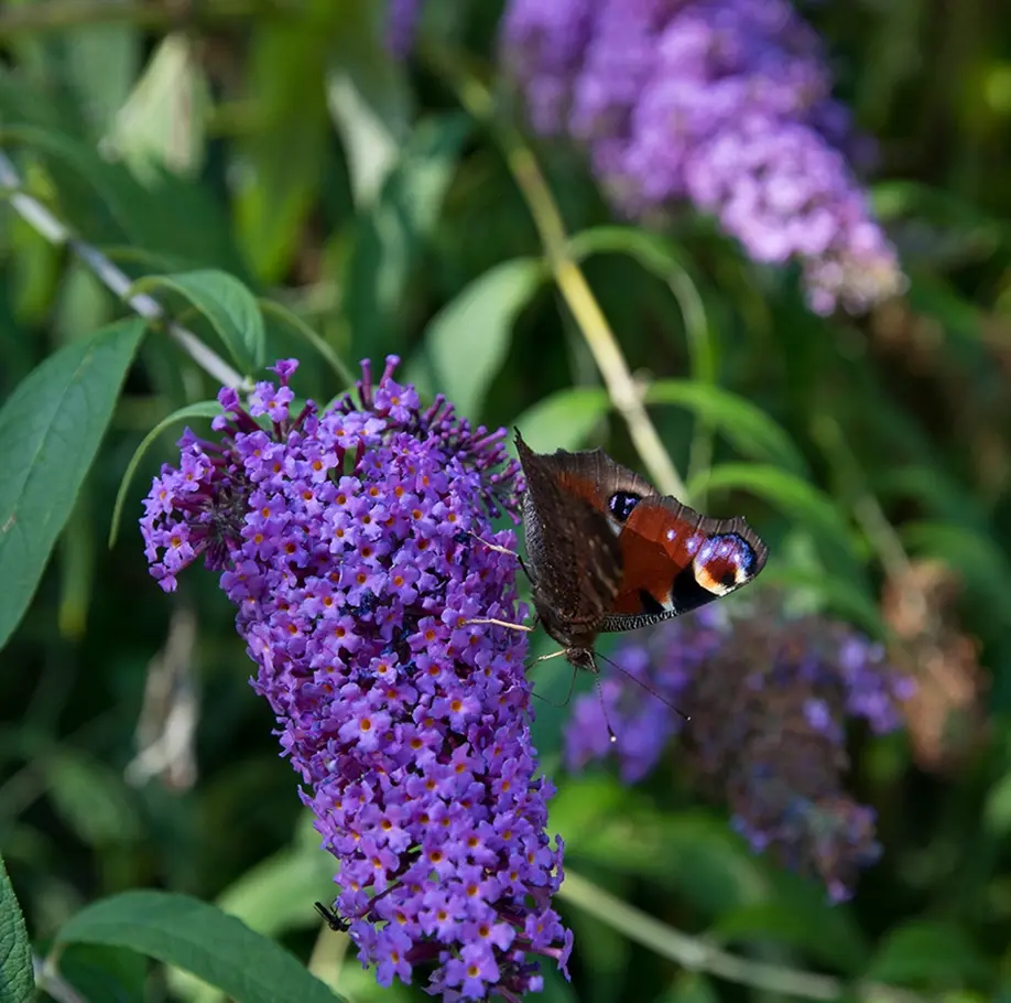 Buddleja davidii Adonis Blue Pot C3