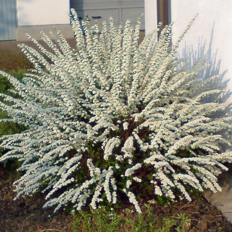 Spiraea thunbergii Pot C3L
