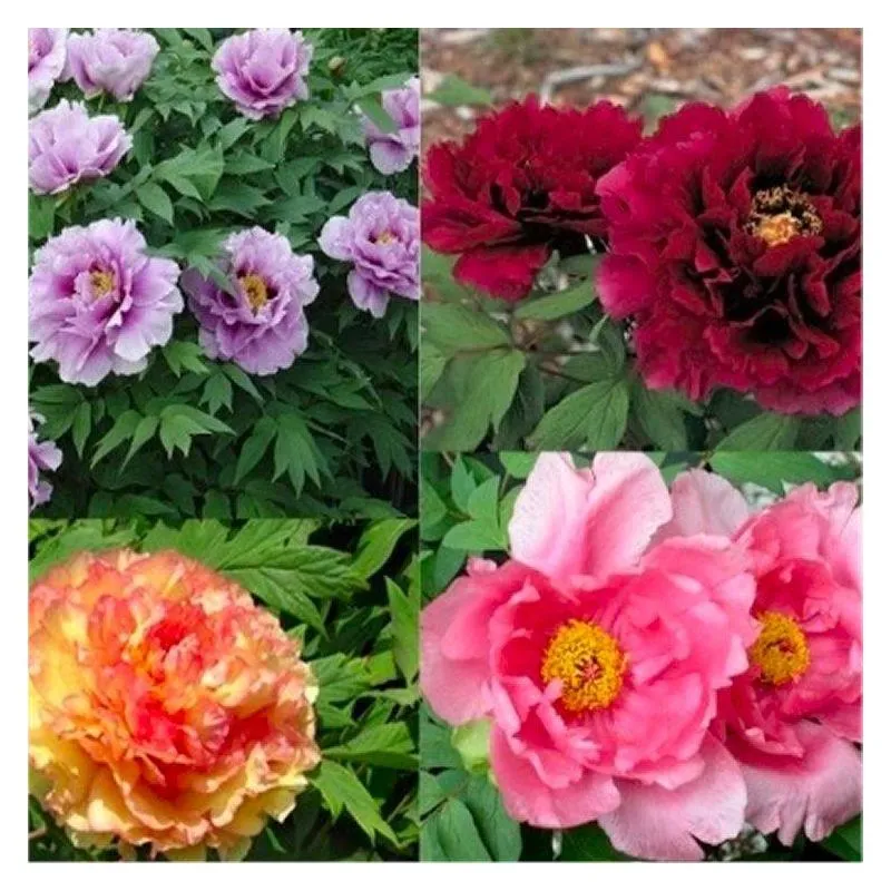 [105250] Paeonia suffruticosa mix Pot P19 - Pivoines arbustives varées