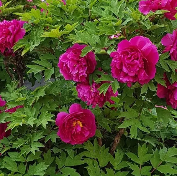 Paeonia suffruticosa Wu Long Peng Sheng Pot C2Litres ** Pivoine arbustive **