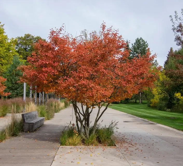 Amelanchier lamarckii 200 225 XXL Cépée Pot C35Litres - Multi troncs