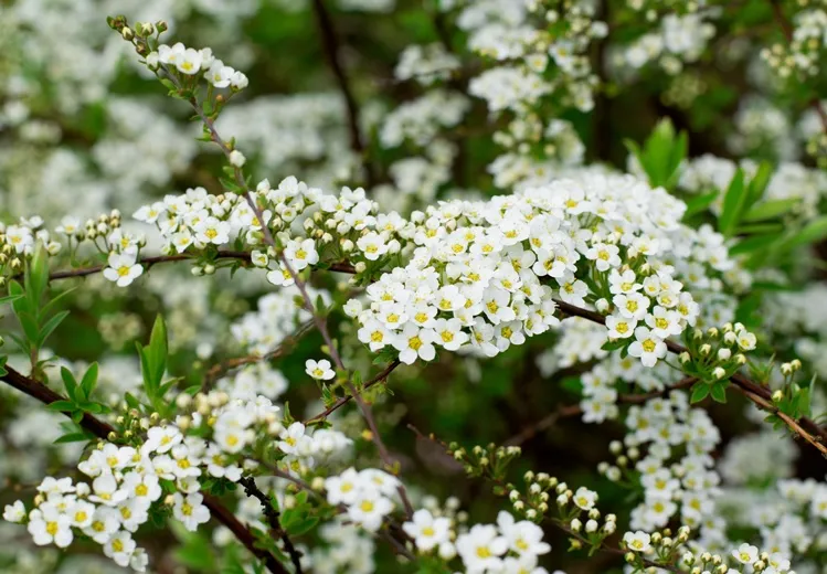 [101127] Spiraea nipponica Snowmound Pot C10L
