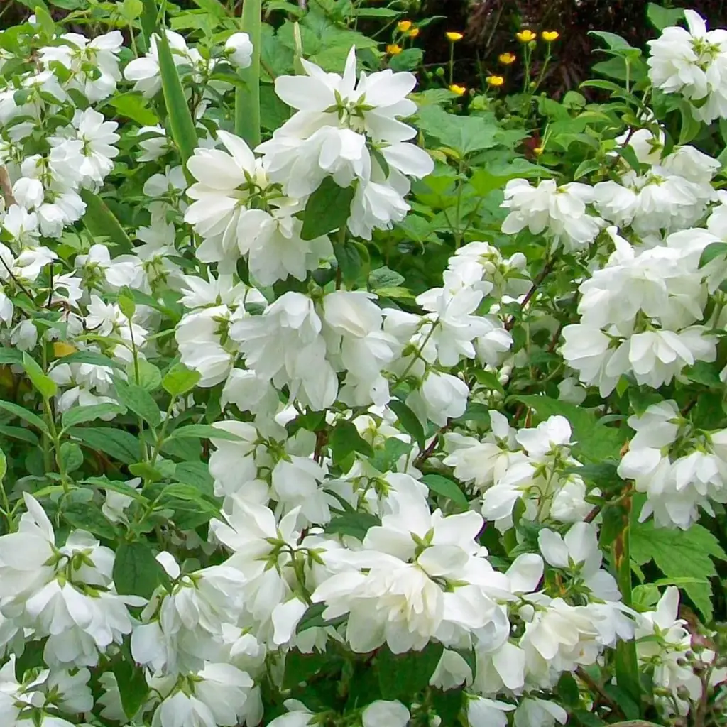 Philadelphus Snowbelle Pot C3L ** Seringat très parfumé **