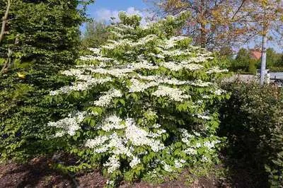 [123401] Viburnum plicatum Cascade 40 50 cm Pot C3.5Litres