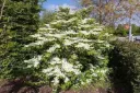 Viburnum plicatum Cascade 40 50 cm Pot C3.5Litres