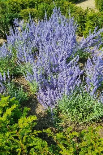 [141851] Perovskia atriplicifolia Little Spire Pot C3.5 - Sauge d’Afghanistan