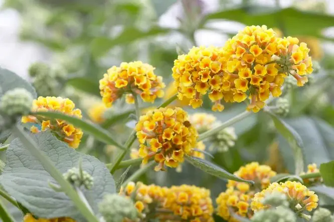 Buddleja weyeriana Sungold Pot C3L