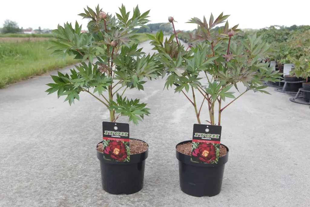 Paeonia Itoh Scarlet Heaven XXTRA Pot C5.5Litres