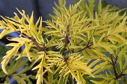 Sambucus racemosa Welsh Gold Pot C3.5 ** Sureau. Feuill. fines dentelles dorées **