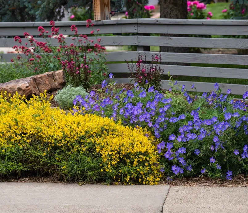 [123675] Genista lydia C 3