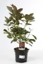 Cotinus coggygria Grace Pot C3.6L