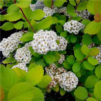 Spiraea betulifolia Tor gold c3