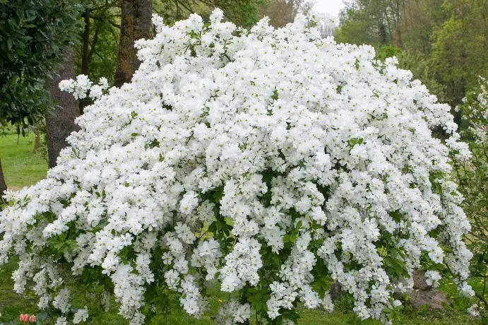 Exochorda macrantha The Bride Pot C3L