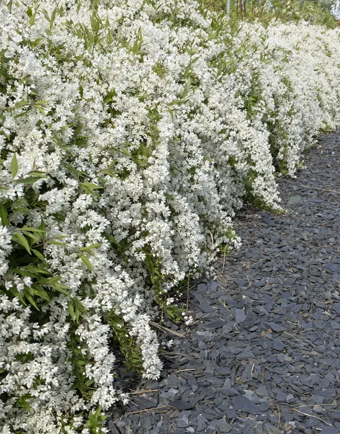 [102270] Deutzia gracilis XL Pot C5Litres ** Deutzie **