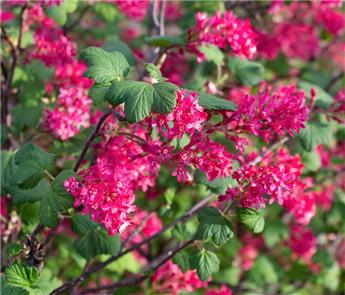 Ribes sanguineum Pulborough Scarlet ** Groseillier sanguin rouge **