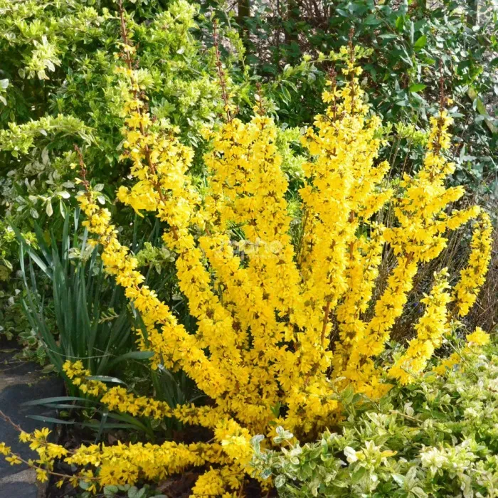 Forsythia intermedia MIKADOR Pot C4 - Plus compact