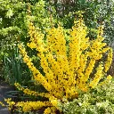 Forsythia intermedia MIKADOR Pot C4 - Plus compact