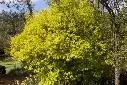 Philadelphus coronarius Aureus c7.5