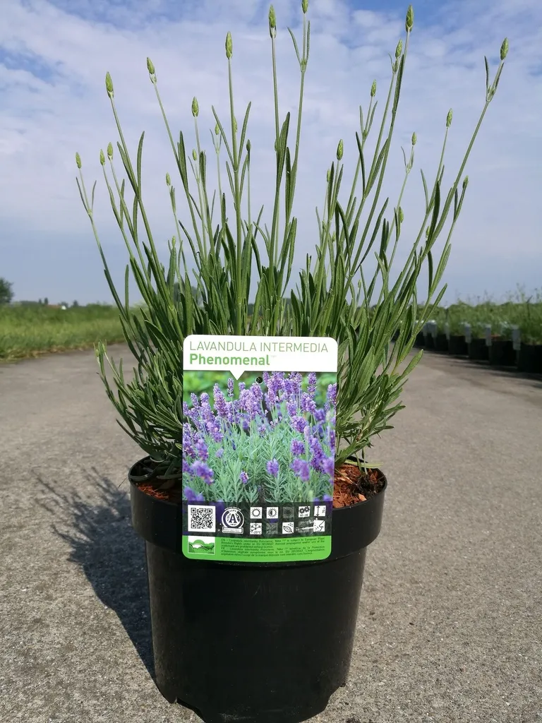 [130194] Lavandula intermedia Phenomenal XL Pot C3.6 L ** Lavandin **