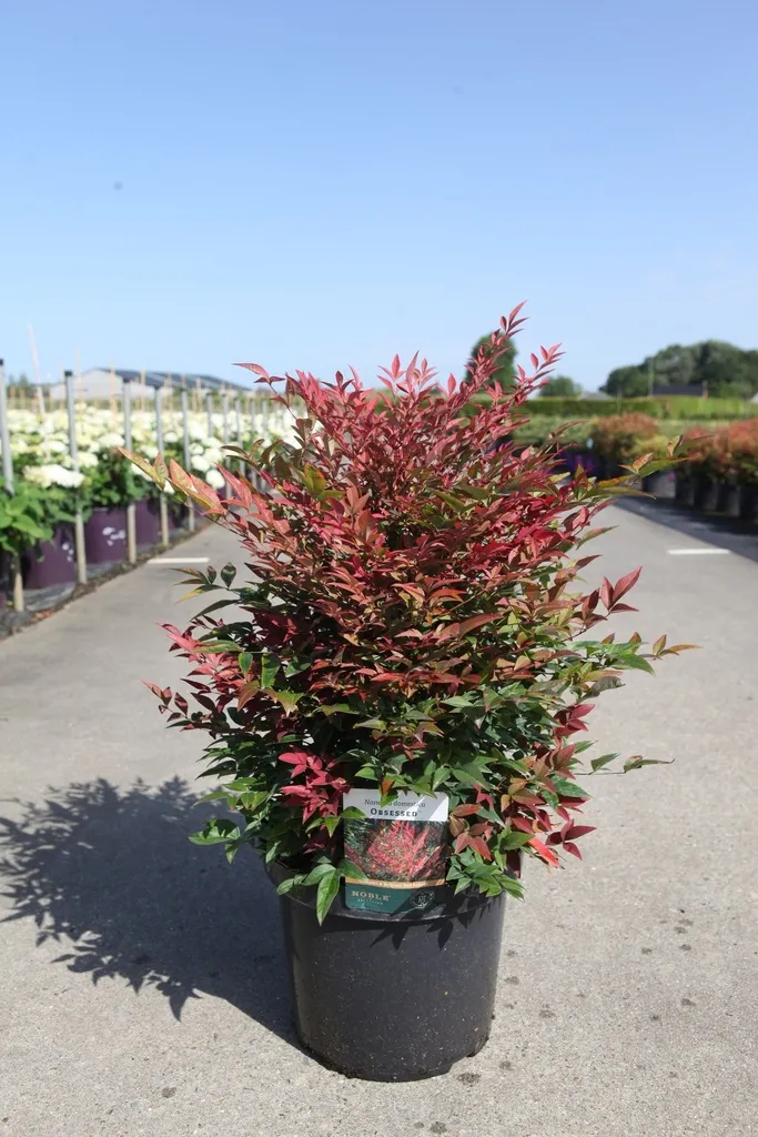 Nandina domestica Obsessed® P17 cm